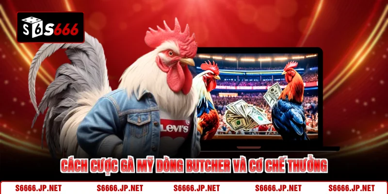 Gà Mỹ Dòng Butcher S666 Sức Mạnh Chiếm Lĩnh Sân Chơi - KAVON