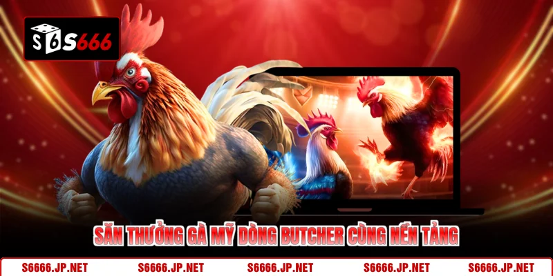 Gà Mỹ Dòng Butcher S666 Sức Mạnh Chiếm Lĩnh Sân Chơi - KAVON