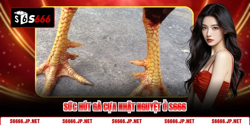 Gà Cựa Nhật Nguyệt S666 - Soi Kèo Chuẩn Chốt Lãi Tức Thì - KAVON