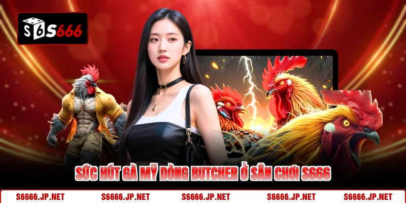 Gà Mỹ Dòng Butcher S666 Sức Mạnh Chiếm Lĩnh Sân Chơi - KAVON